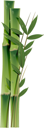 Bamboo Plant